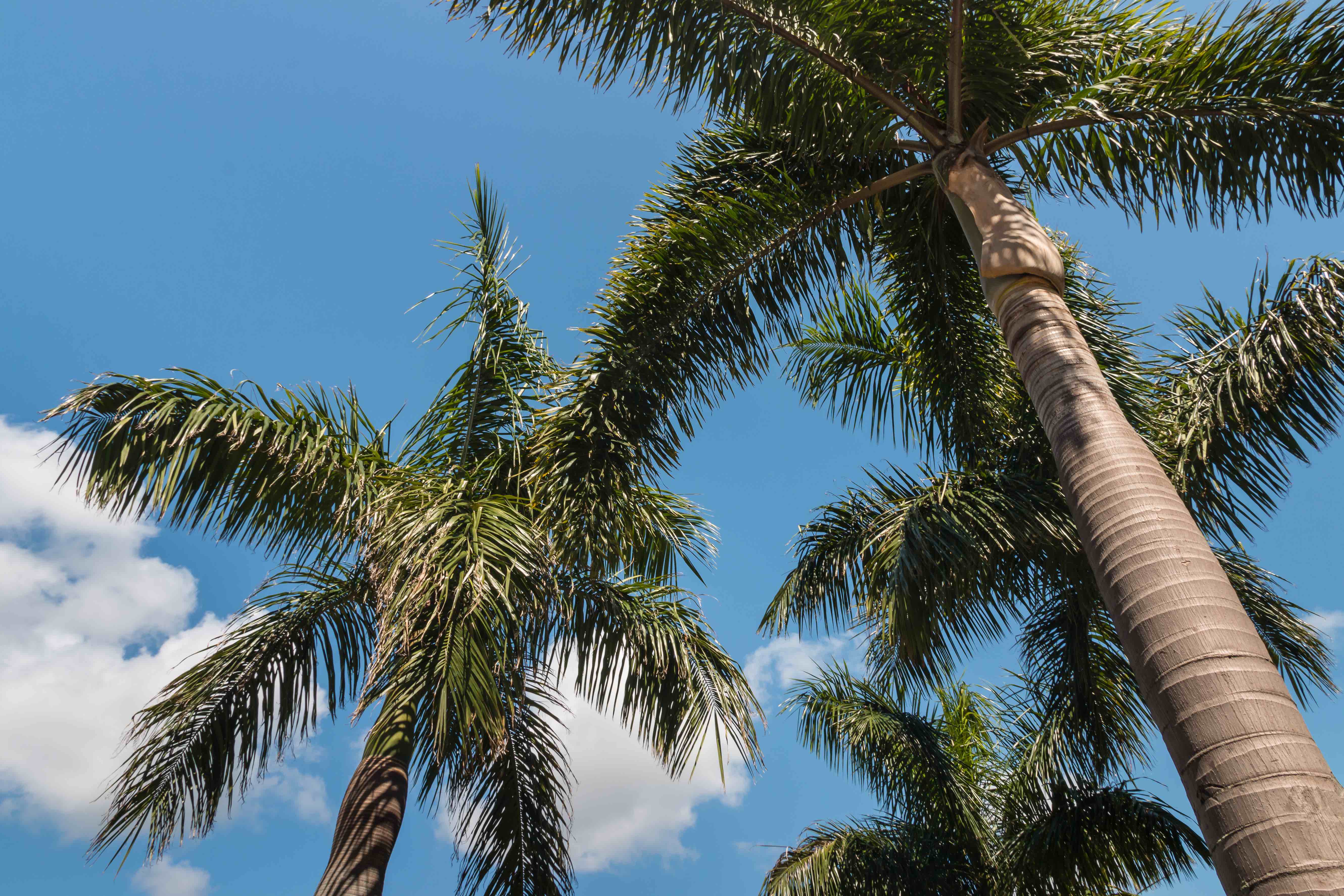 Royal Palm Tree - Varieties, How to Propagate and More - A-Z Animals