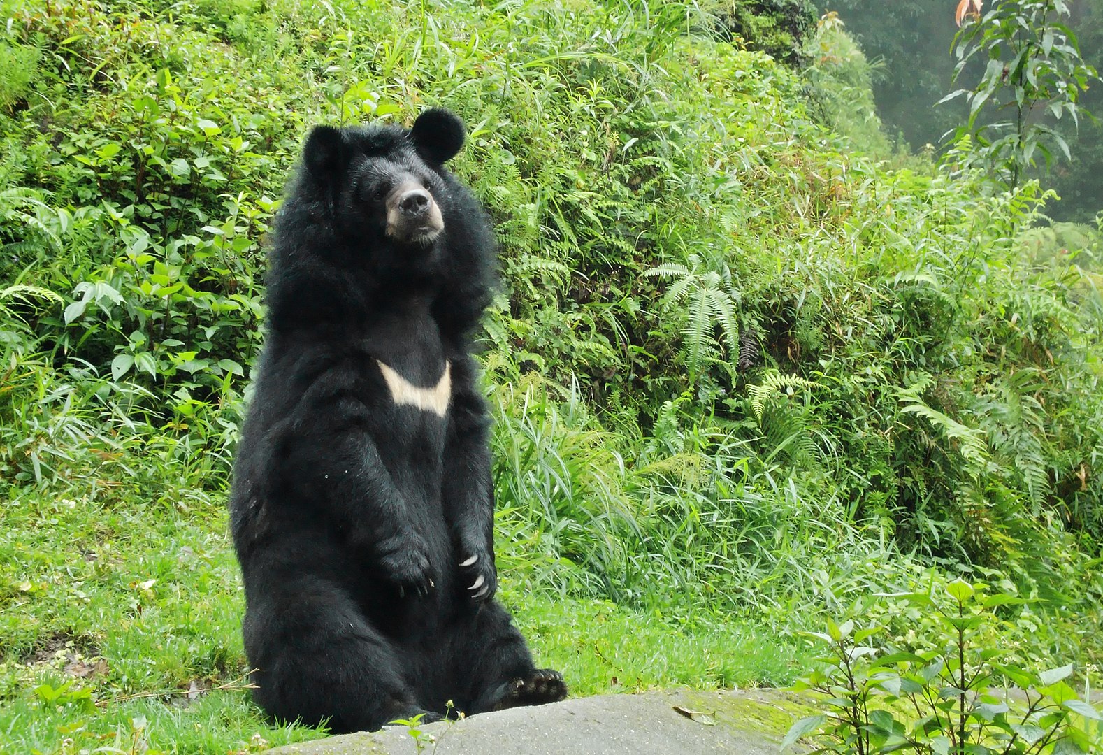 Asiatic black bear habitat to shrink by area the size of Belgium