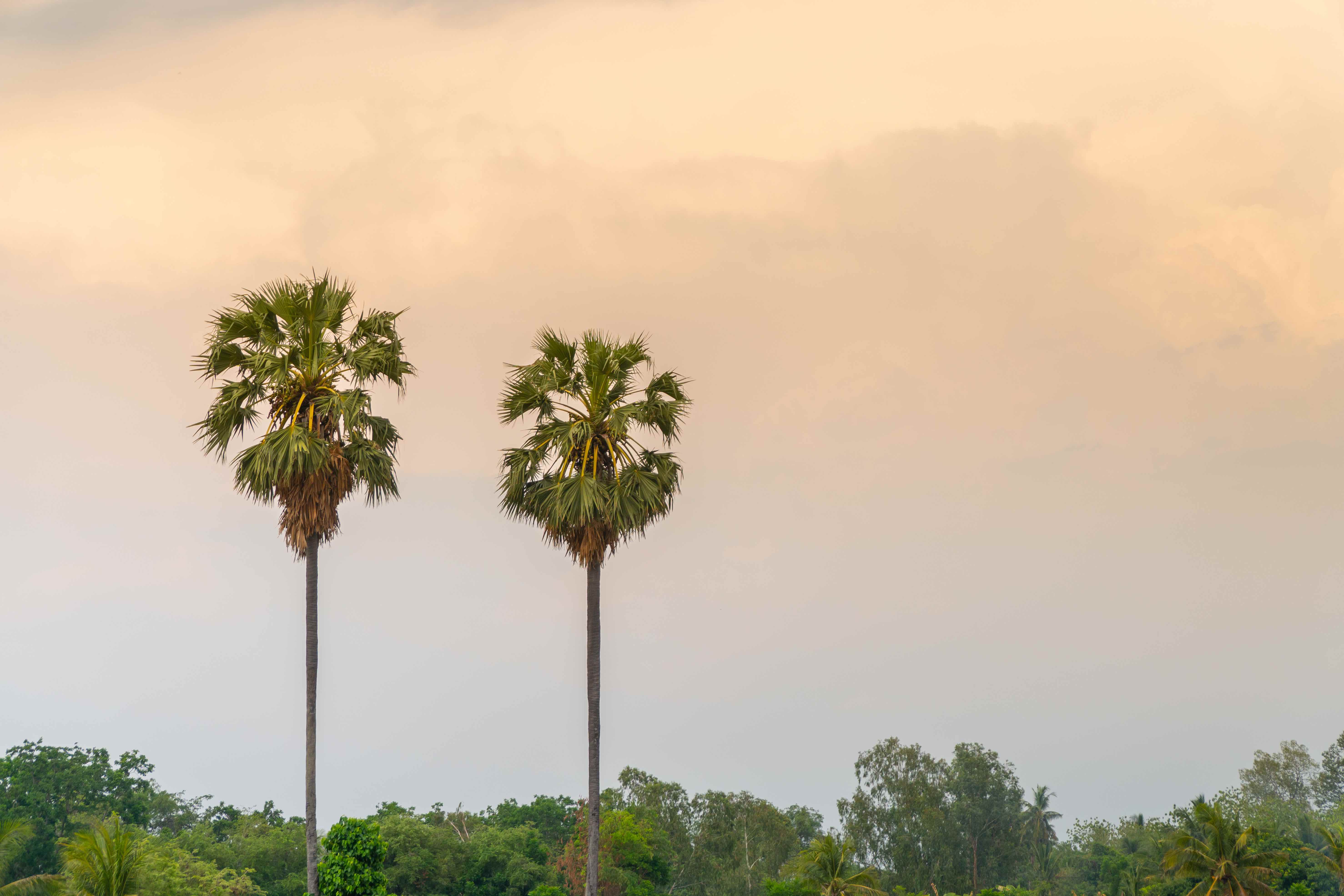Asian Palmyra Palm