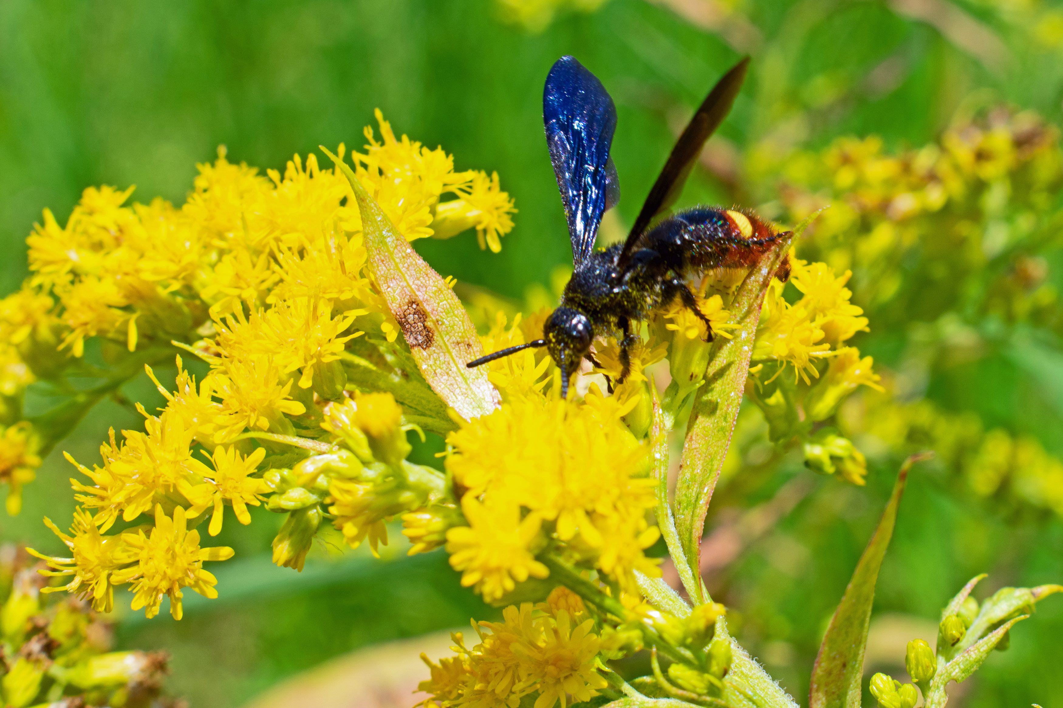 Blue-winged Wasp Pollinates Goldenrod Along the Highway