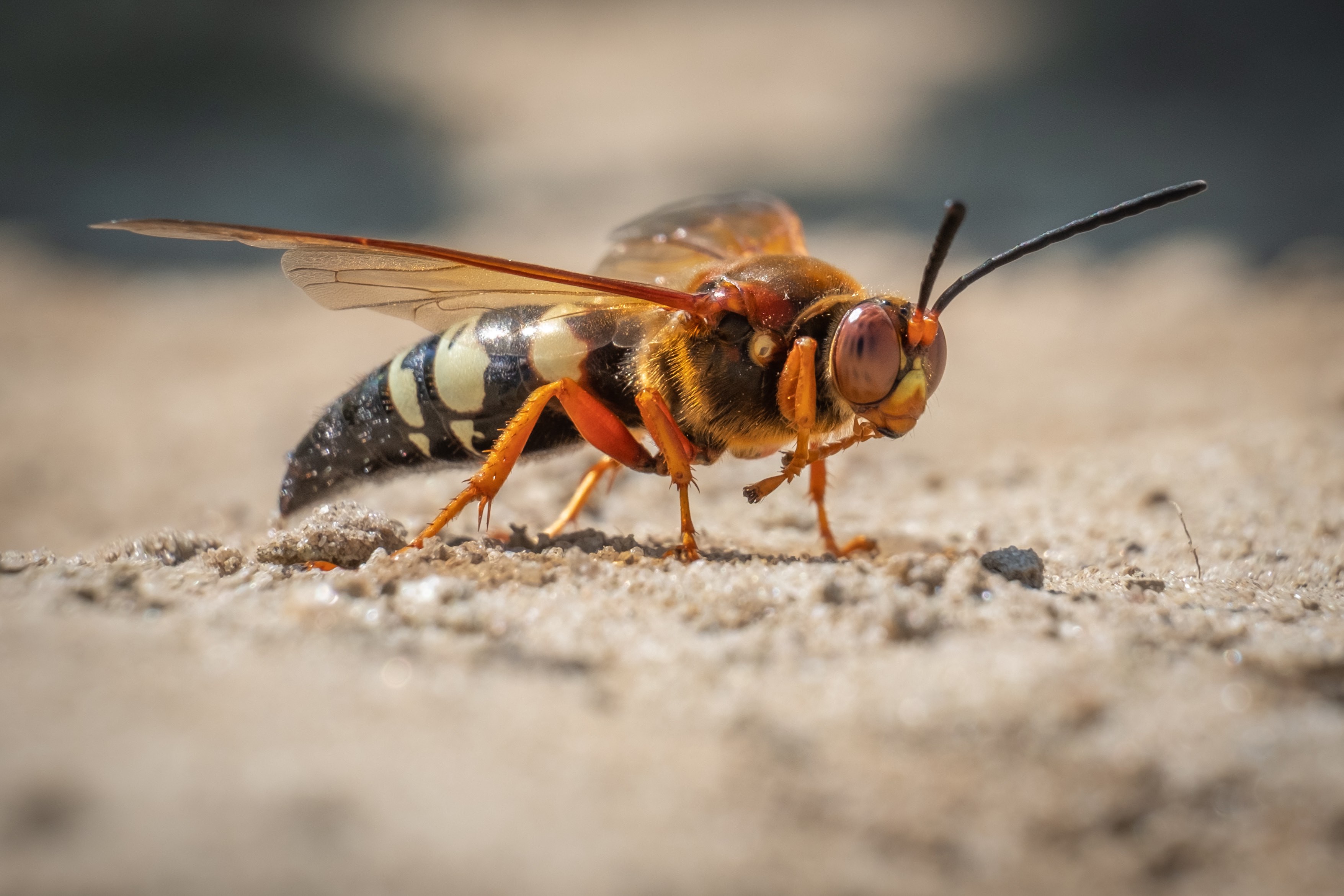 Cicada Killer Wasp
