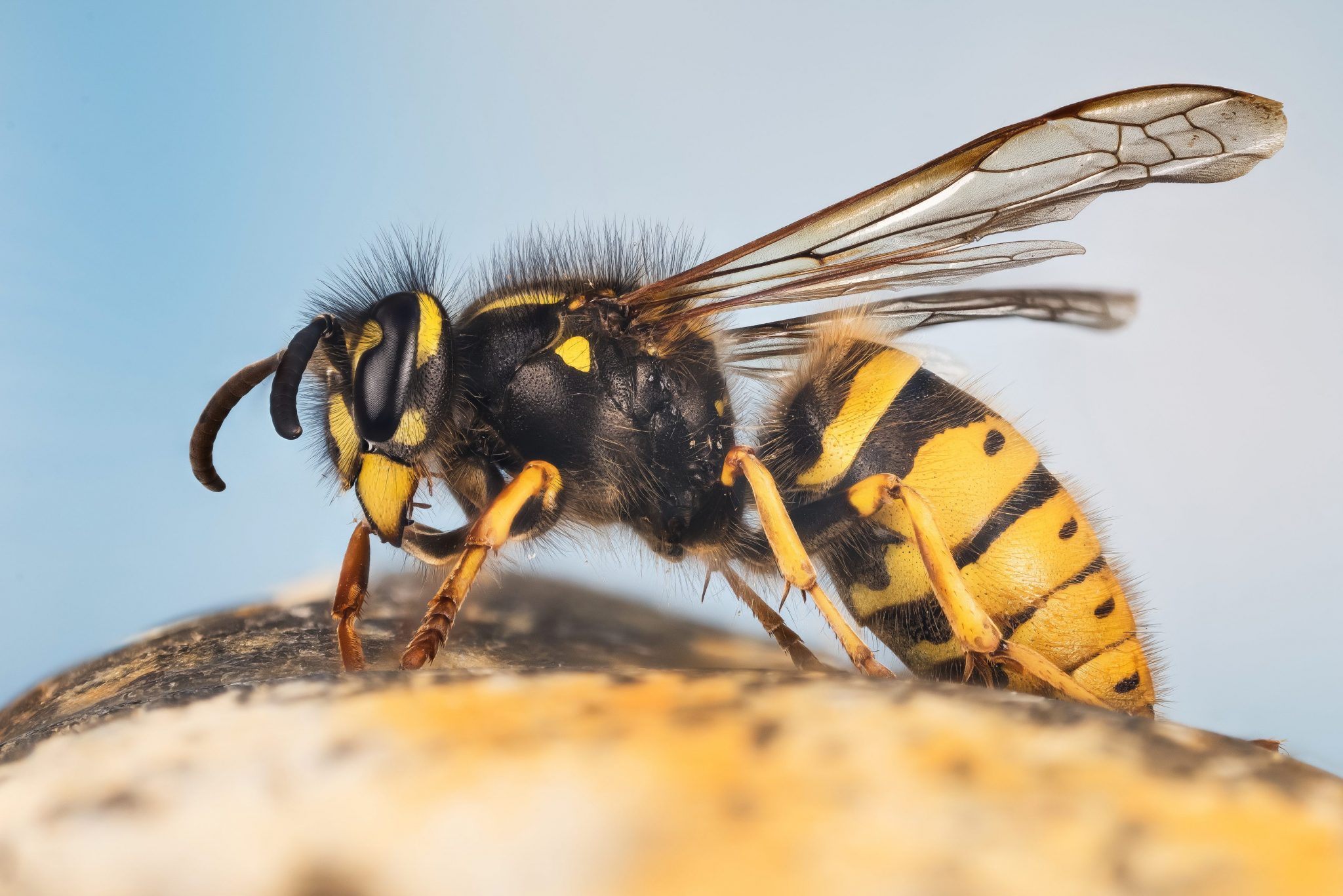 20 Types of Wasps Characteristics, Habitats and More