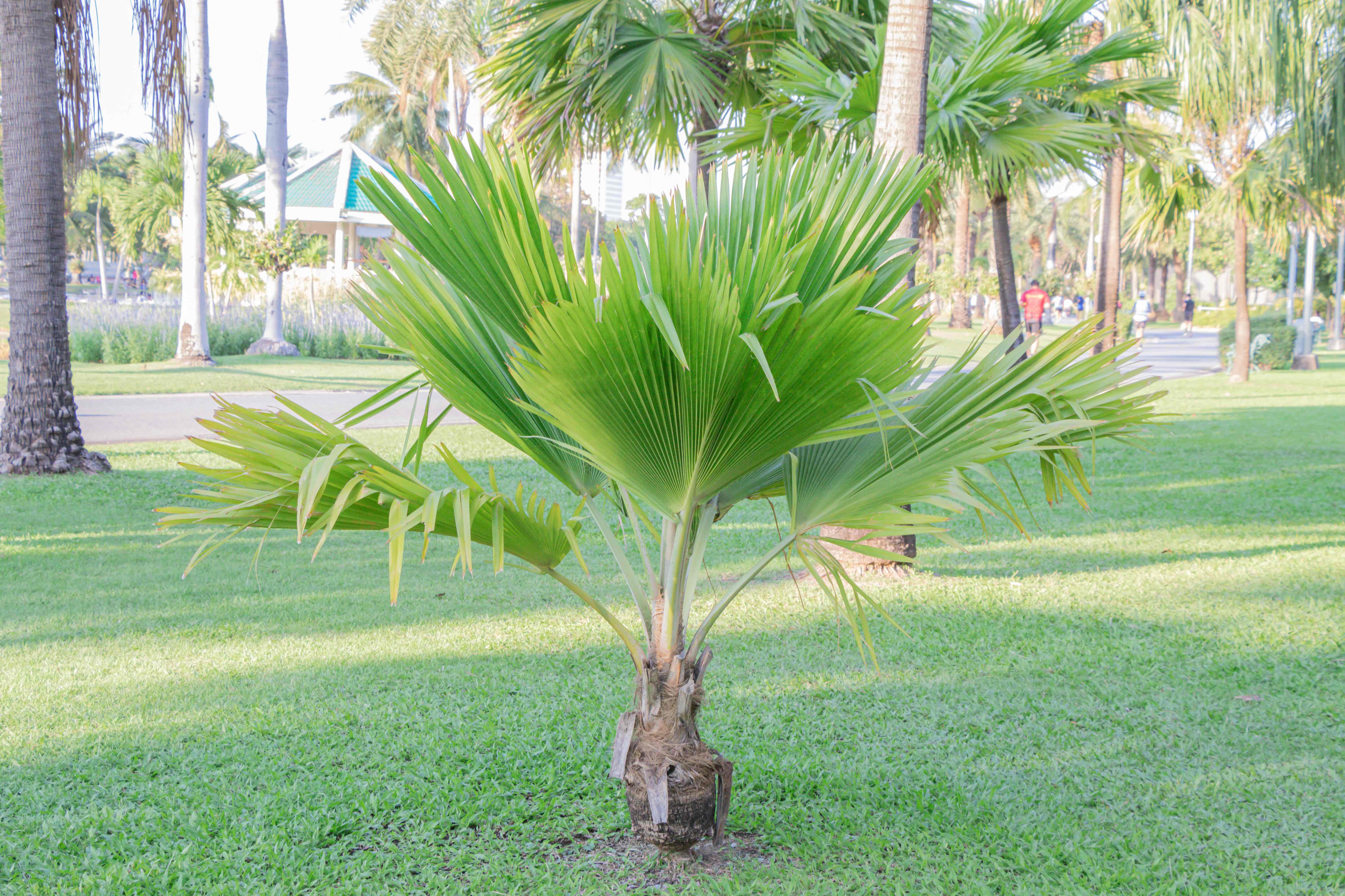 Fiji Fan Palm