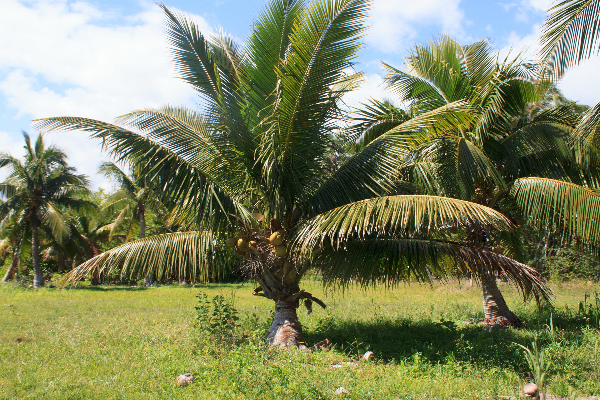 Fiji Island Dwarf Coconut Palm
