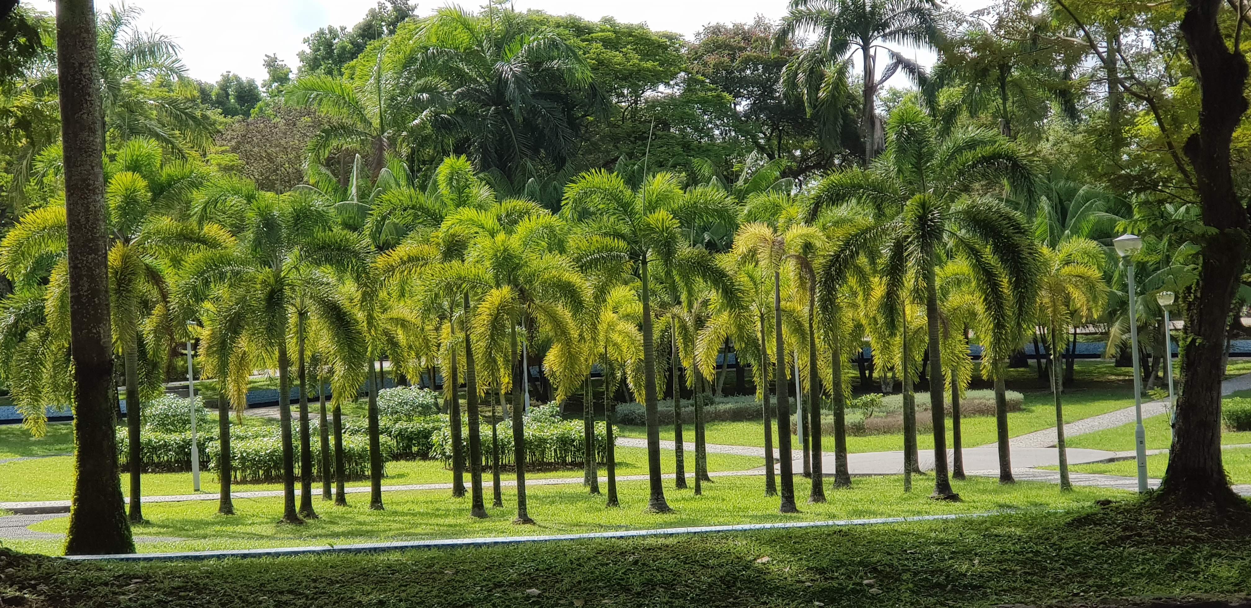 Seeds of Cuban Royal Palm - ROYSTONEA REGIA - The Original Garden