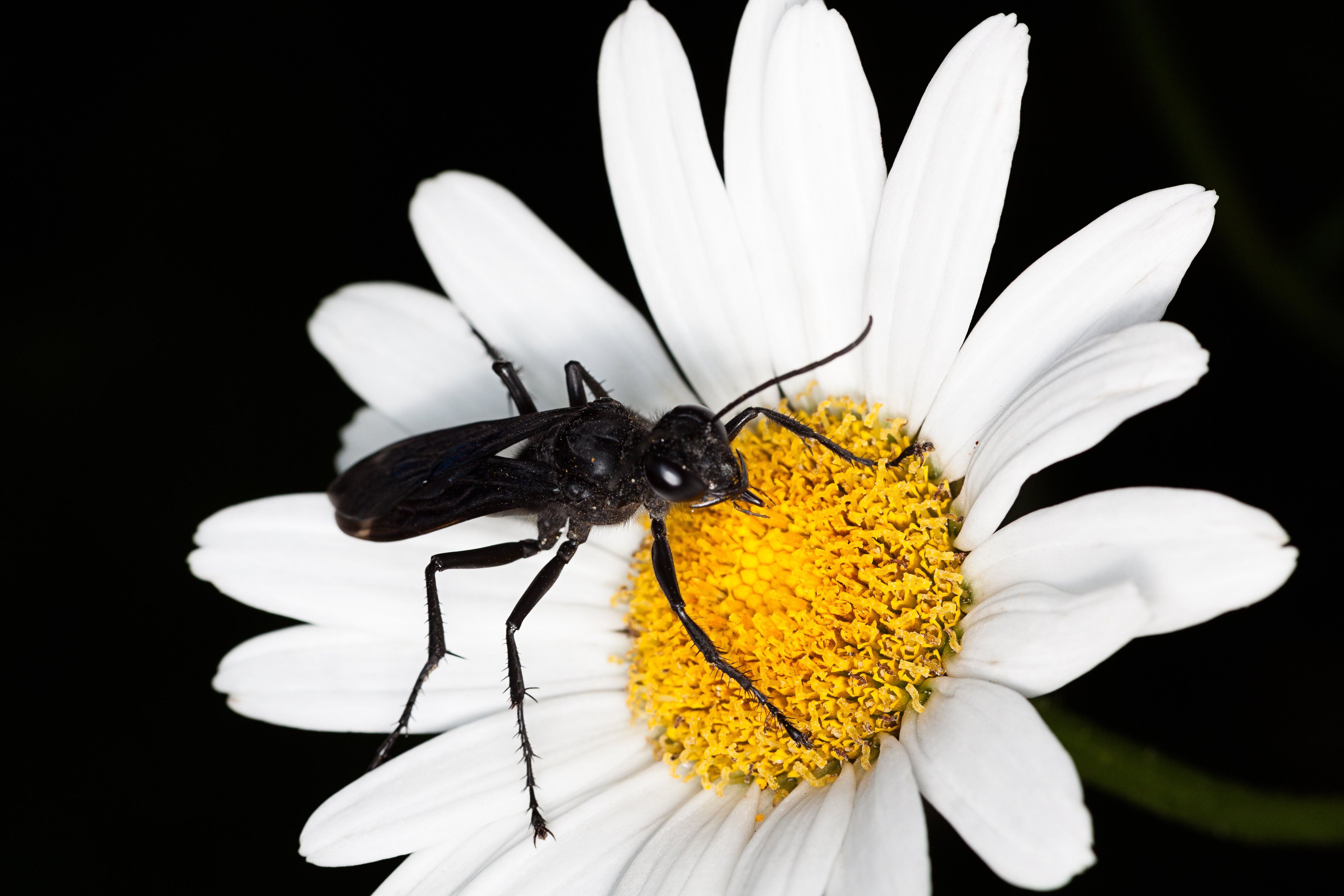 Great Black Wasp