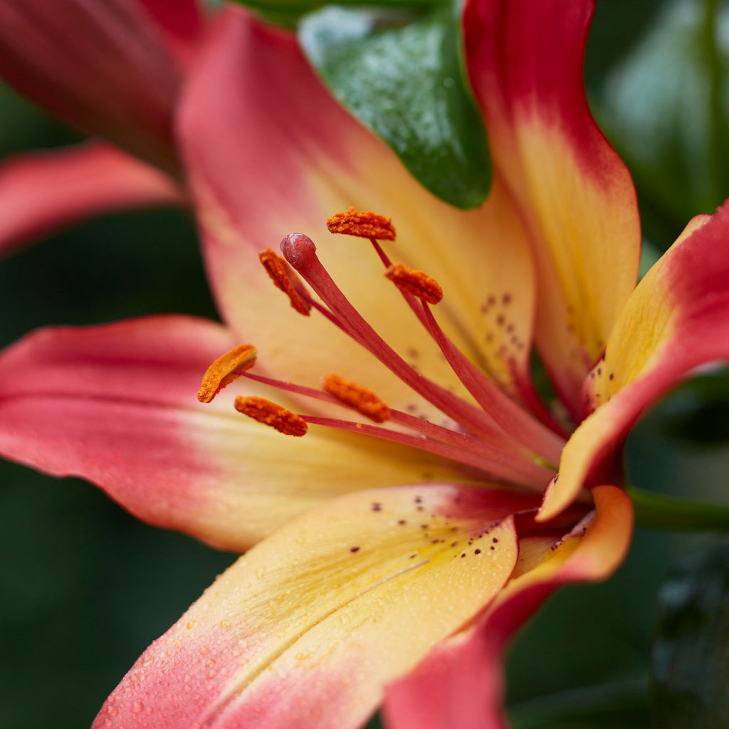Heartstrings Asiatic Lily