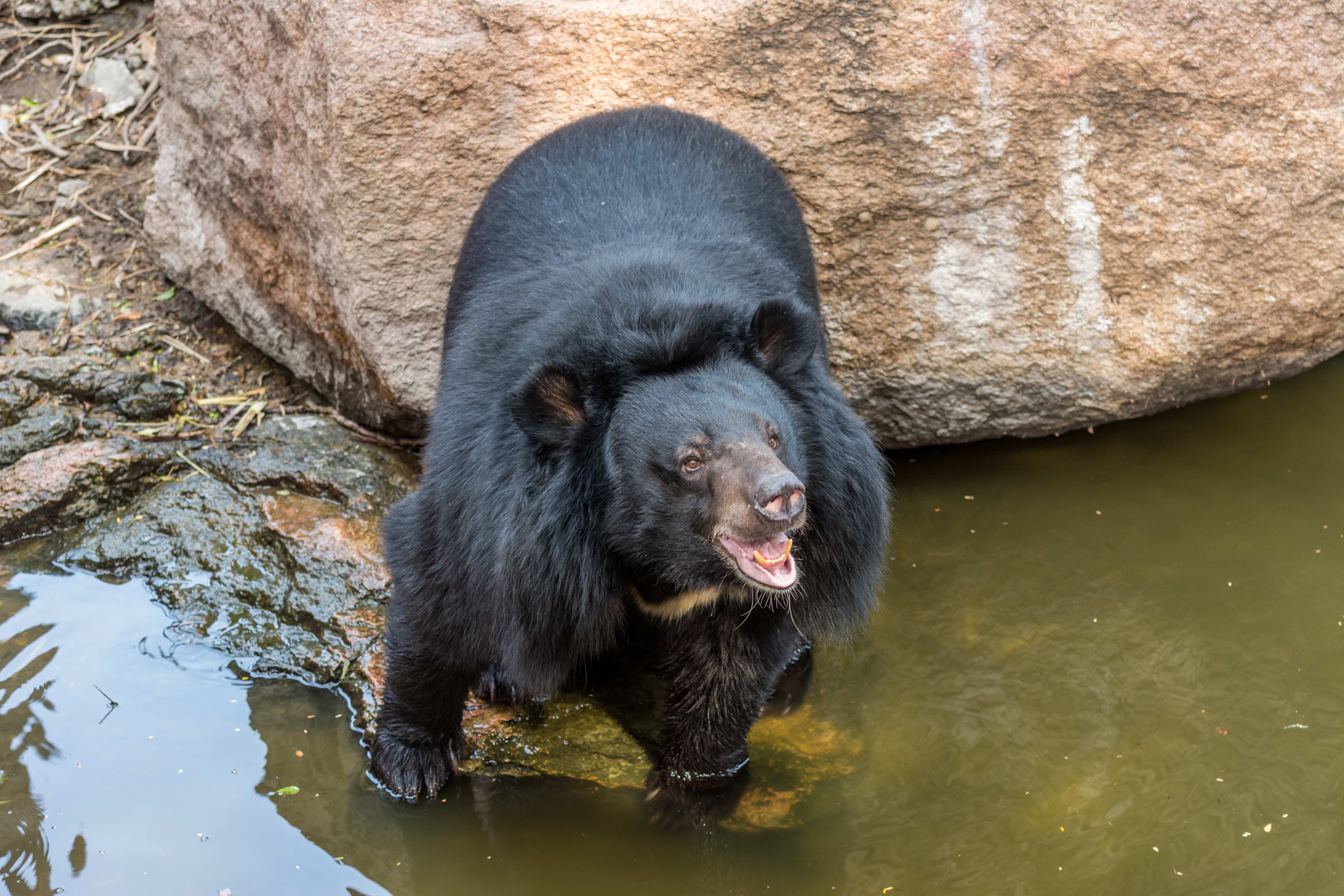 Amazing Facts about Black Bears