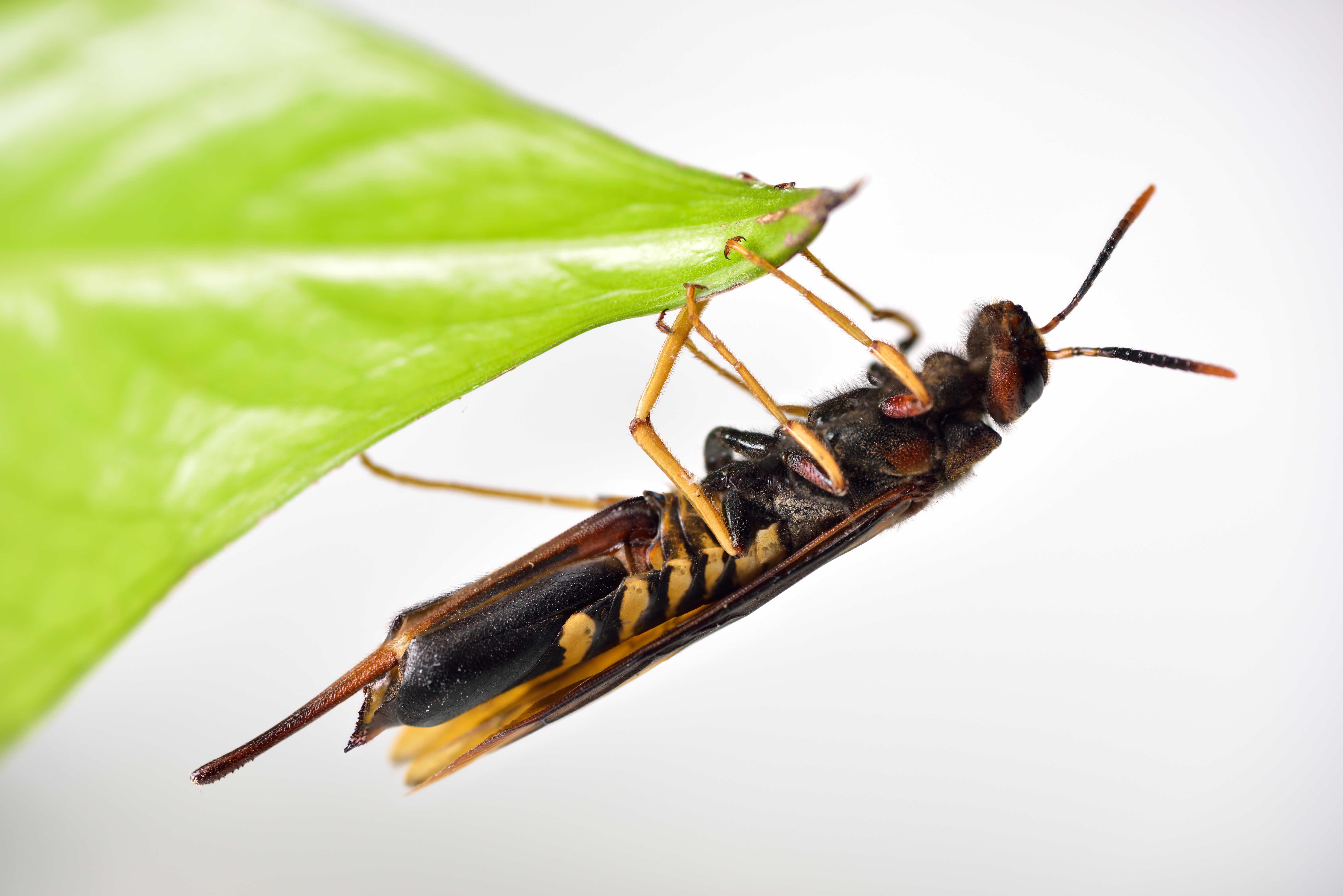Horntail Wasp