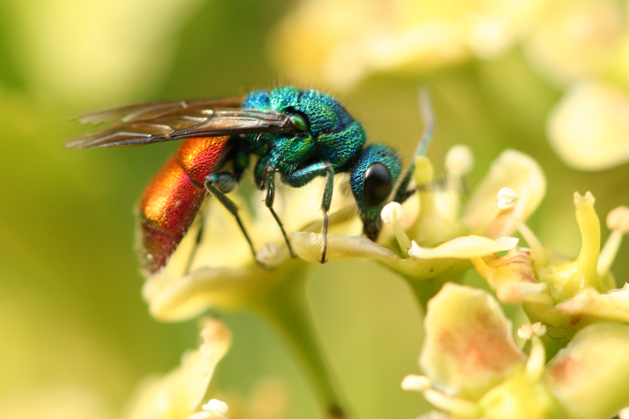 Jewel Wasp