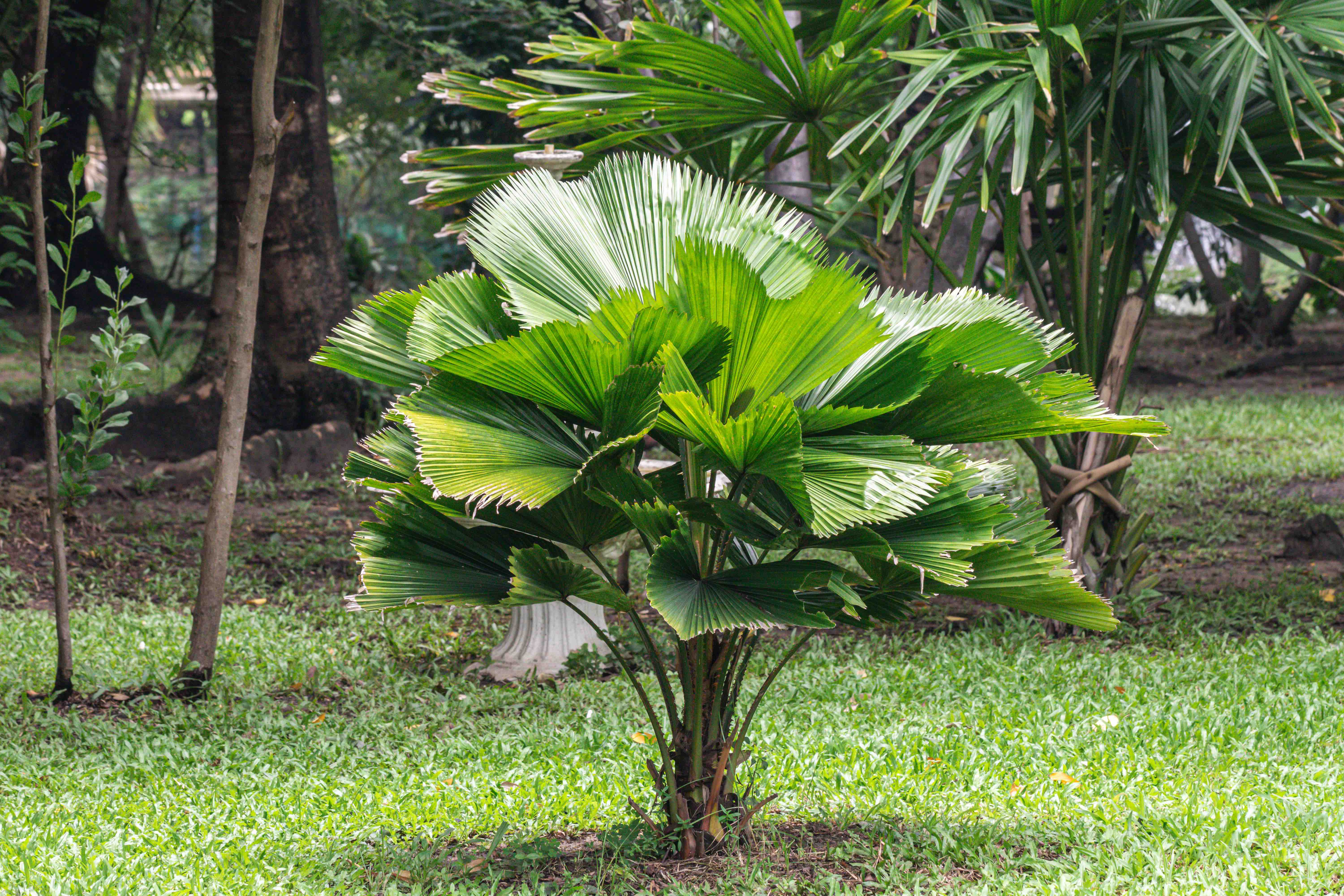 Licuala Grandis