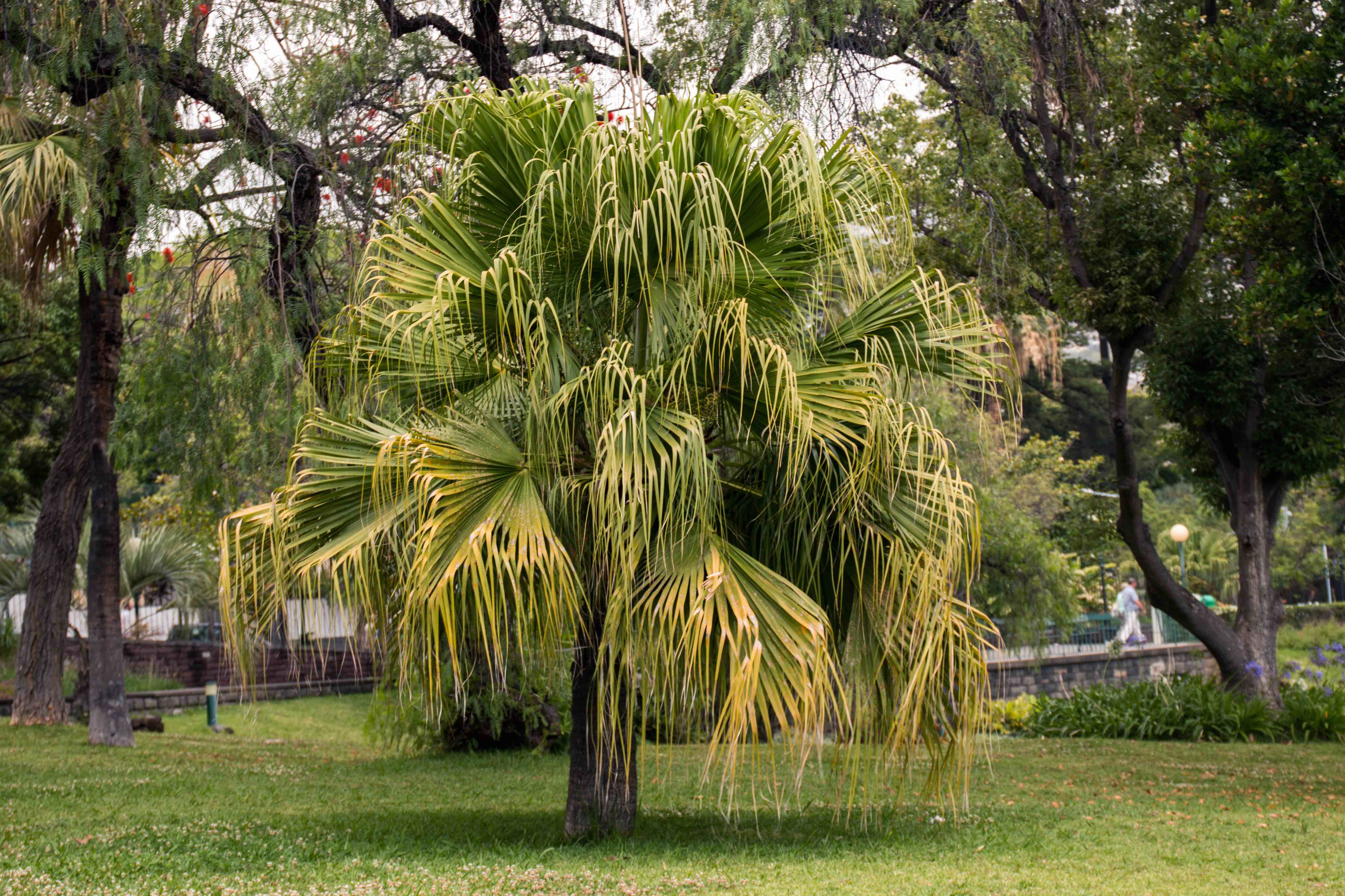 Livistona Chinensis