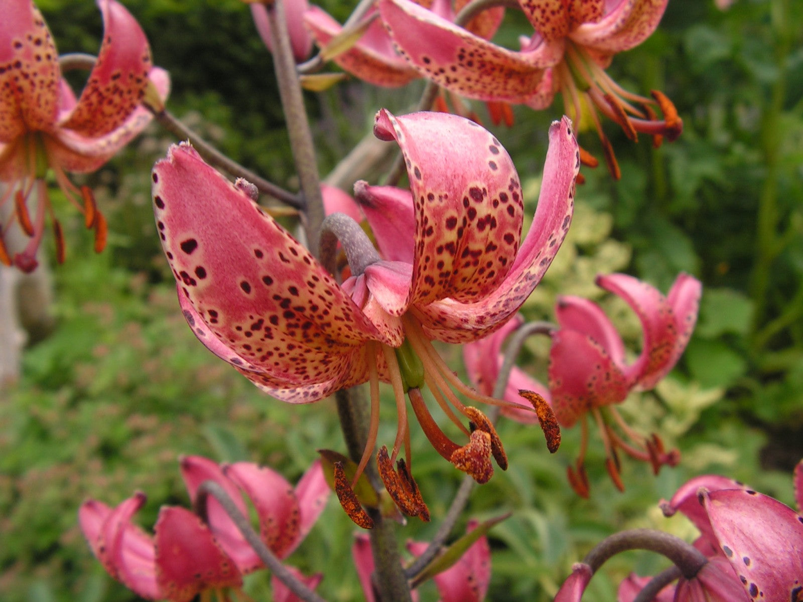 Manitoba Morning Lily