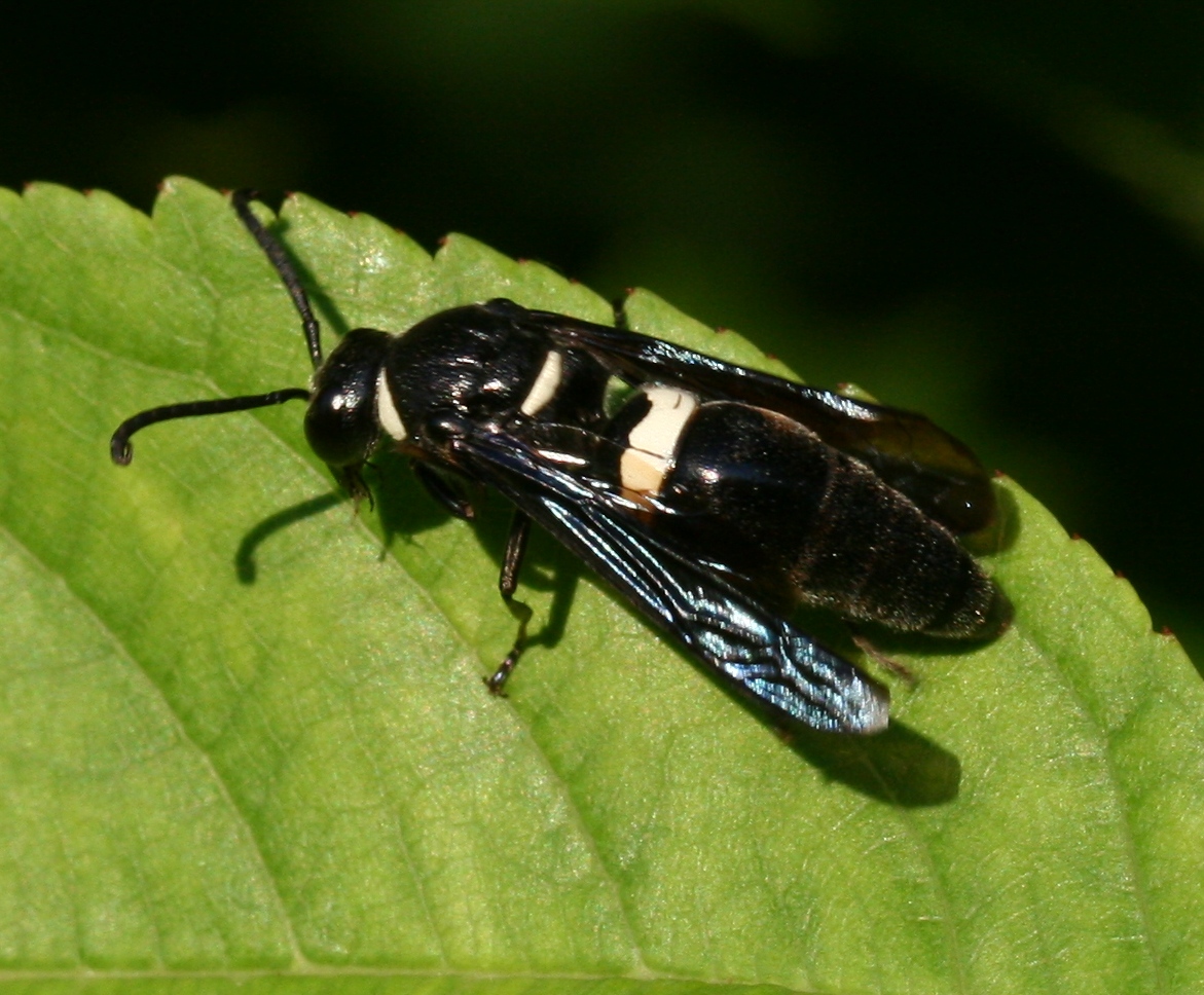 Monobia quadridens