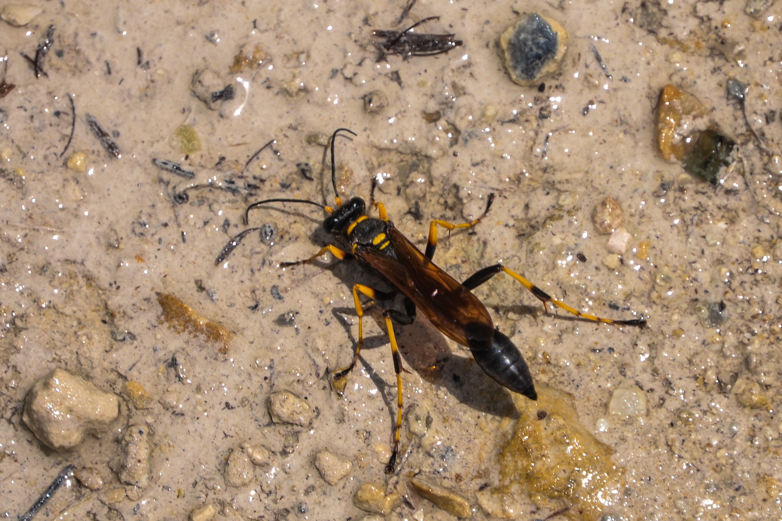 Mud dauber, Mud wasp