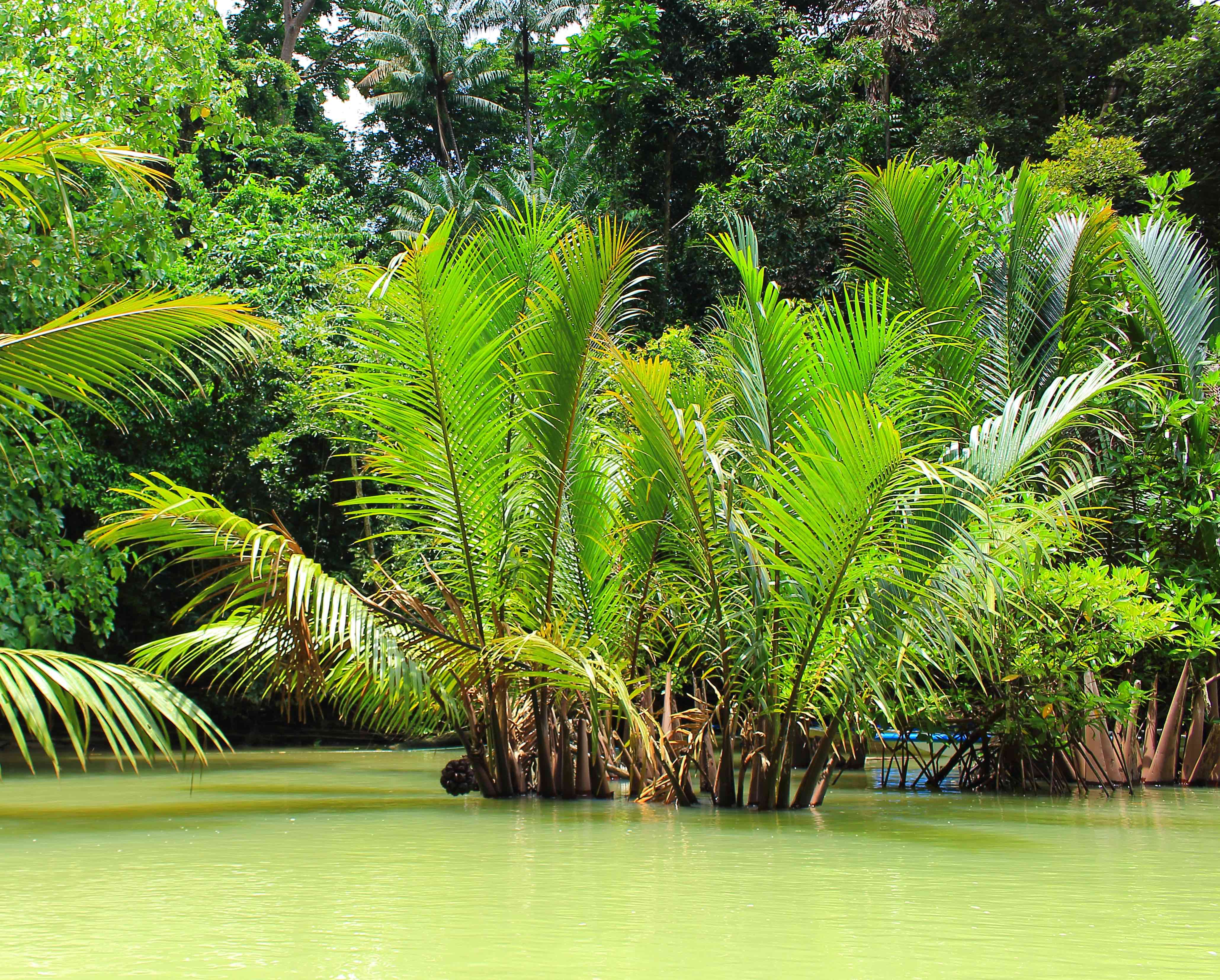 Nipa Palm