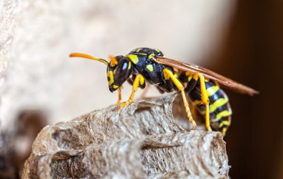 20 Types of Wasps Characteristics Habitats and More 