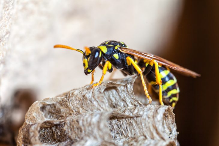 Types of Wasps: Paper Wasp Queen