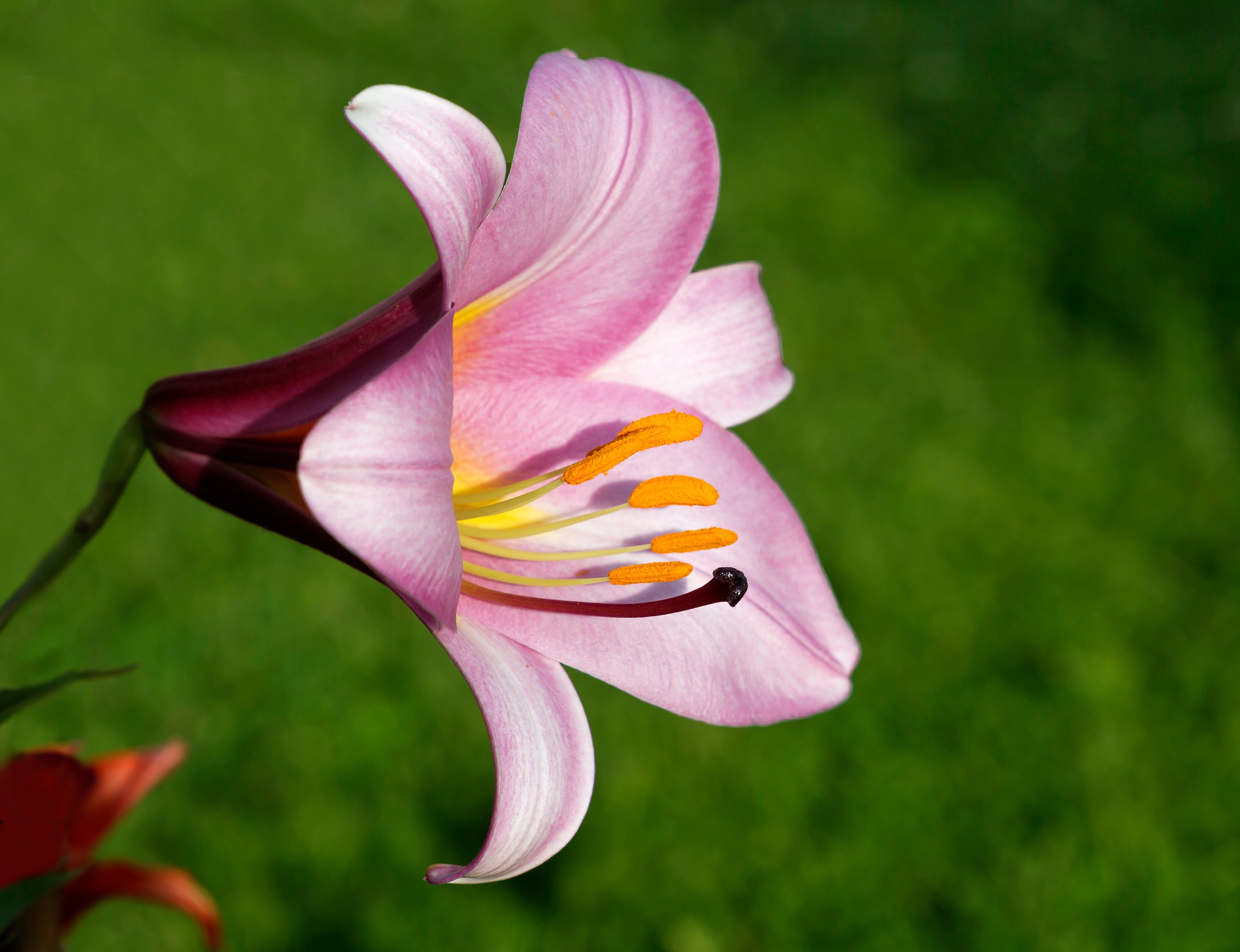 20 Captivating Facts About Lily Of The Valley 