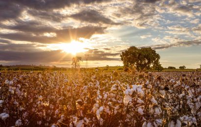 What is Cotton Eyed Joe Really About 