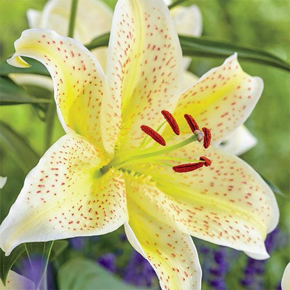 Tigermoon Lily