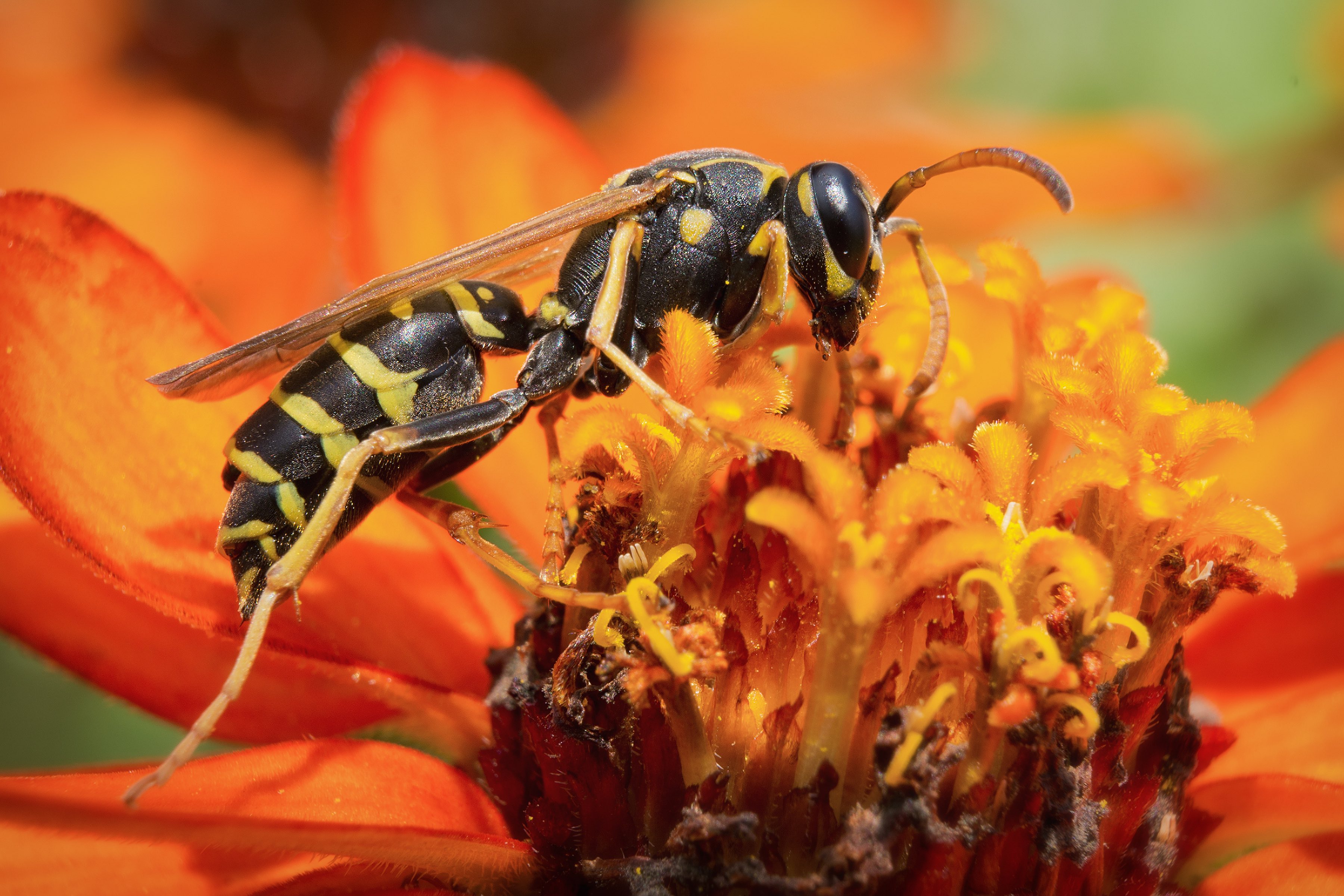 Yellow Jacket Wasp