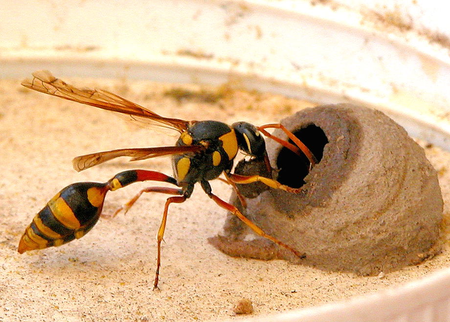 Yellow Potter Wasp