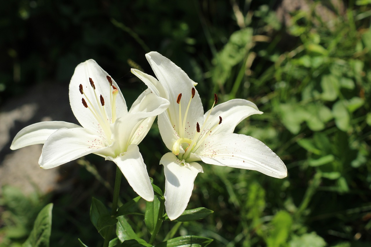 Types of 2024 white lilies