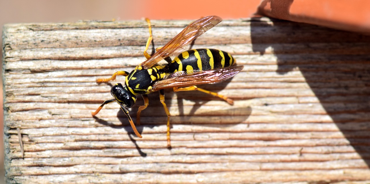 German Yellowjacket