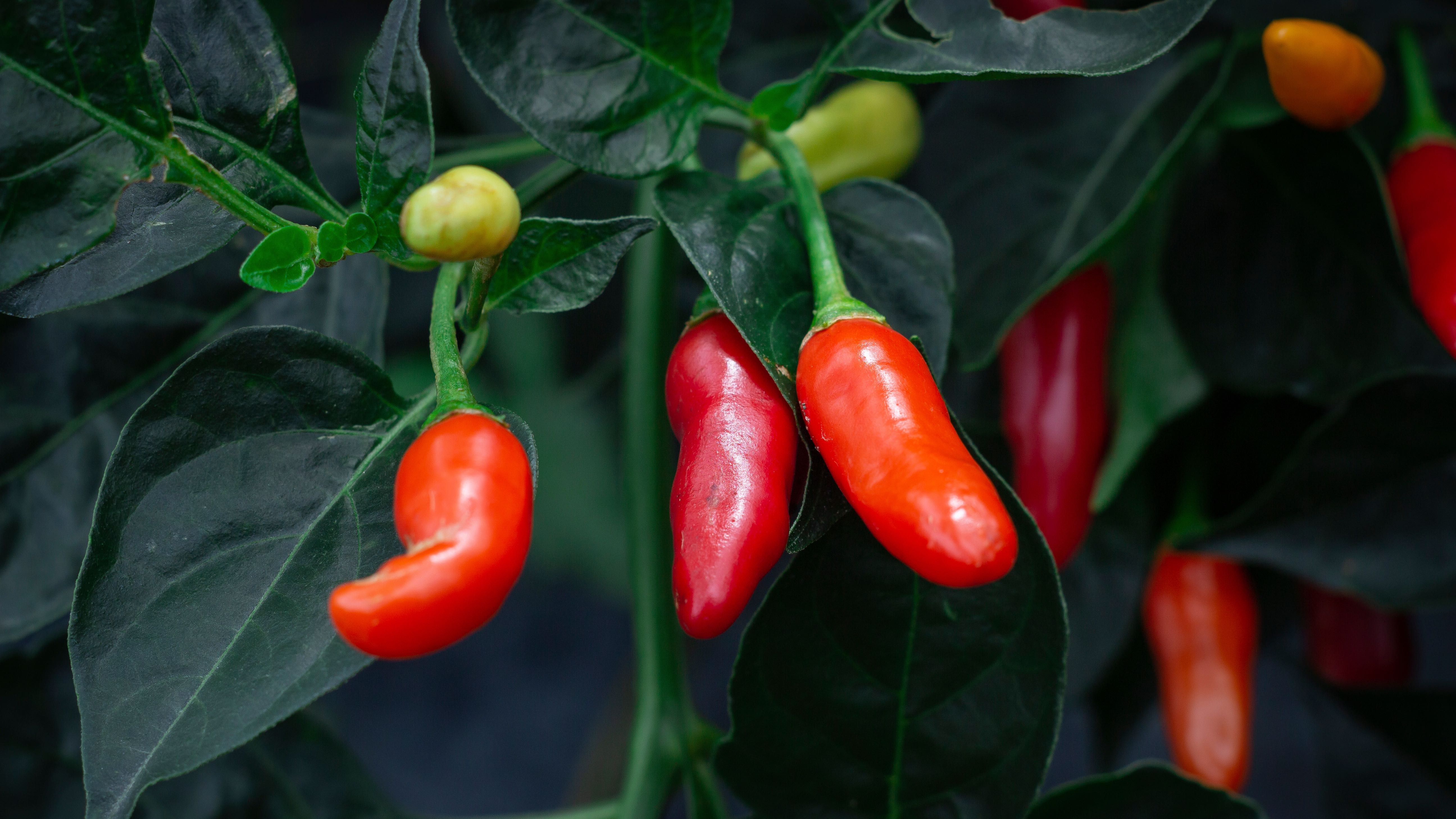 yellow and red tabasco pepper crop