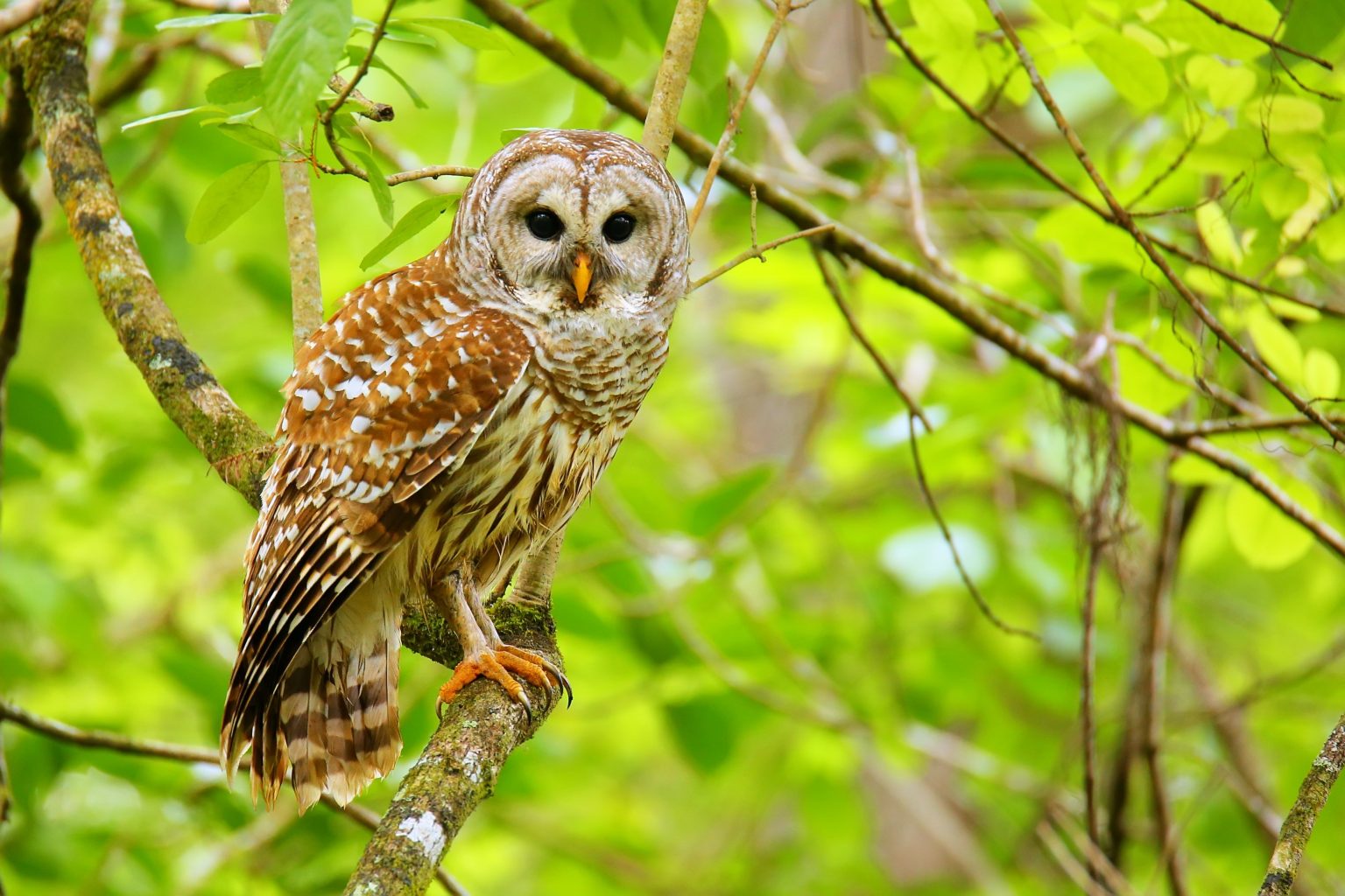 10 Largest Owls in the World