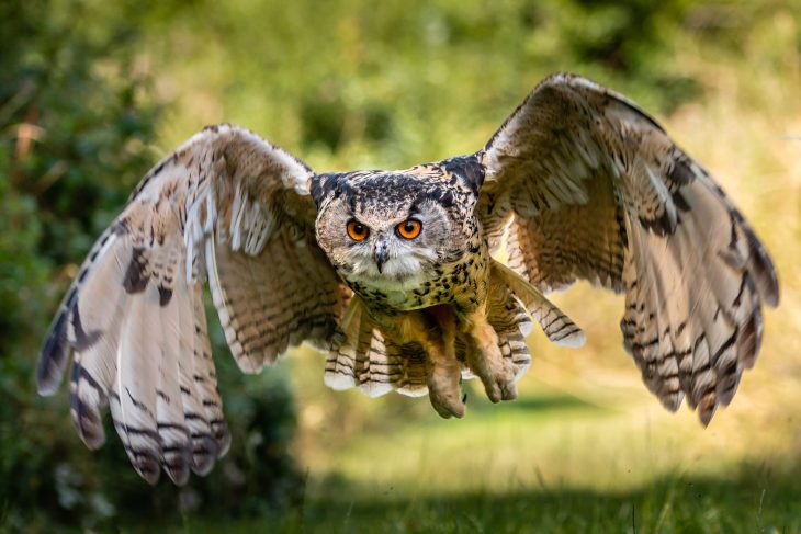 Eurasian Eagle Owl, largest owls in the world