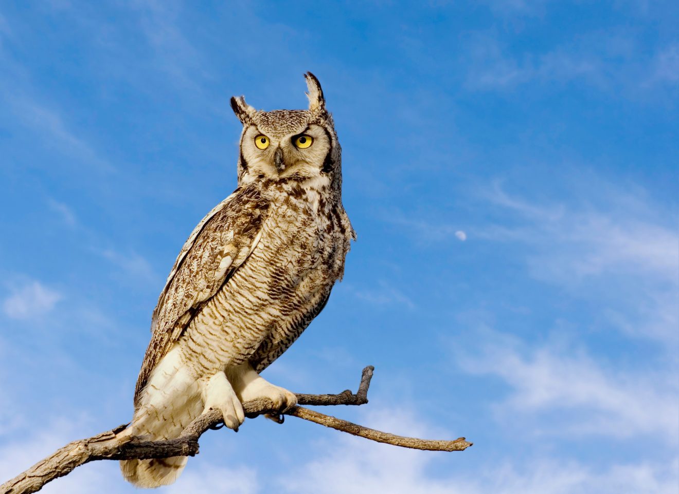 10 Largest Owls in the World