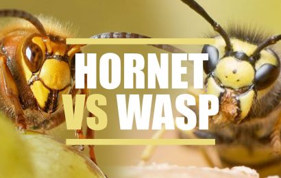 Hornet VS Wasp Whats the Difference 