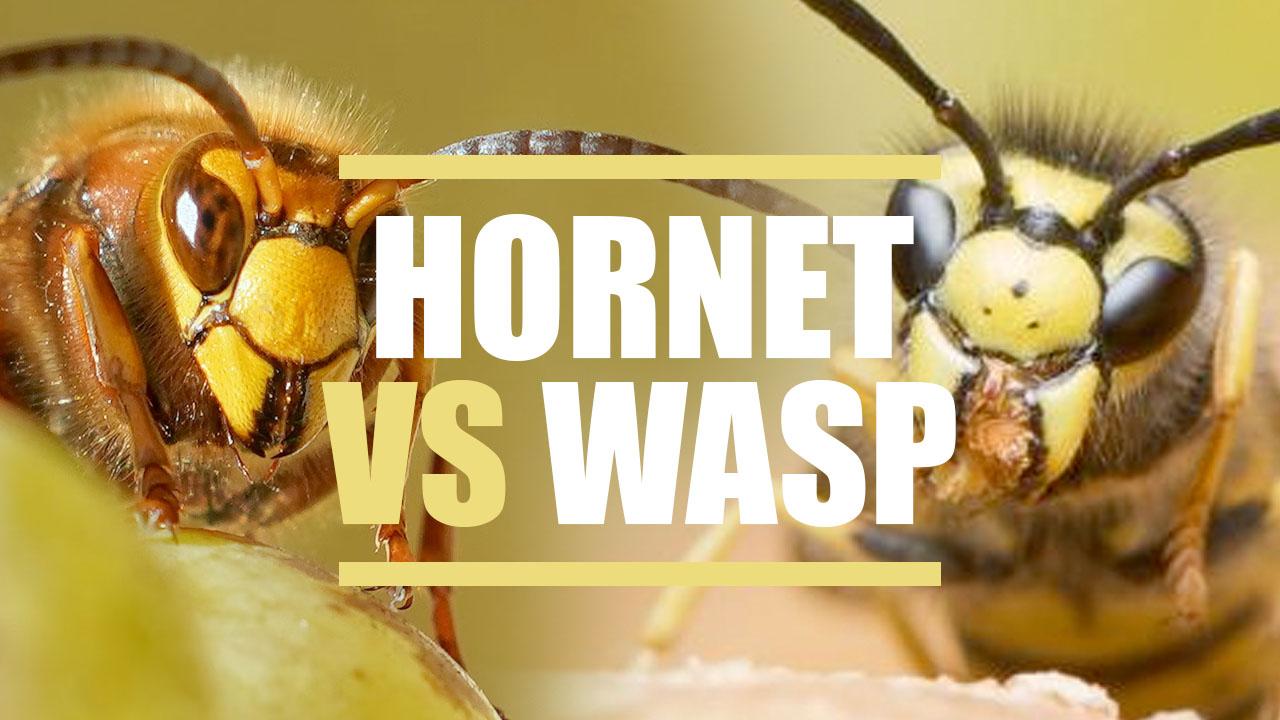 Hornet VS Wasp: What's the Difference? 