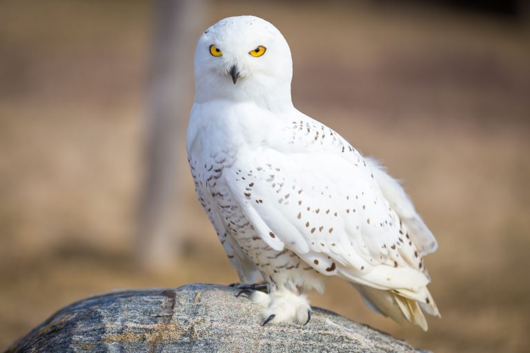 10 Largest Owls in the World - Facts.net