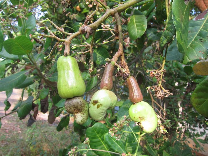 How Do Cashews Grow? [You Won't Believe This!]