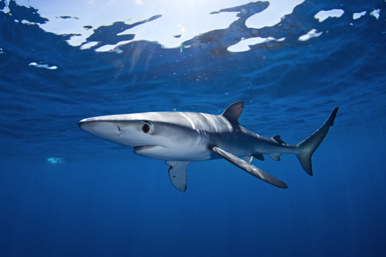 30 Types of Sharks To Look Out For - Facts.net