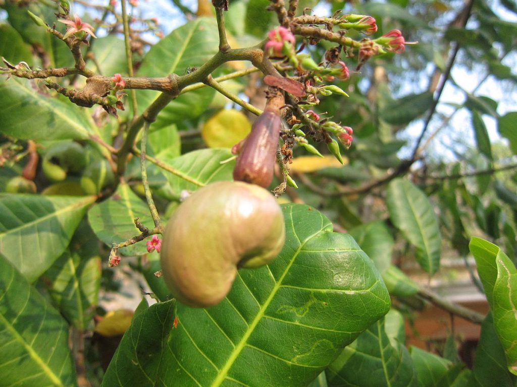 How Do Cashews Grow? [You Won't Believe This!] - Facts.net
