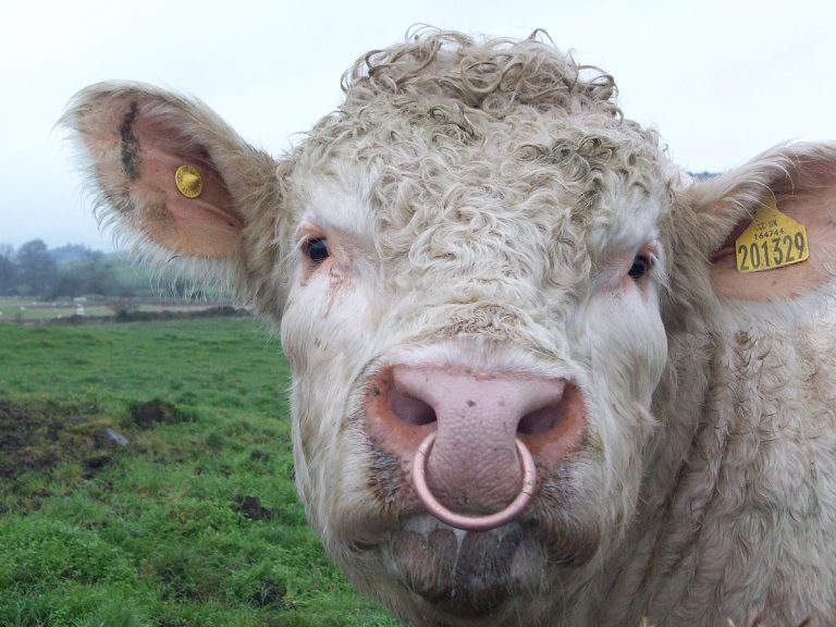 Why Do Bulls Have Nose Rings? - Facts.net