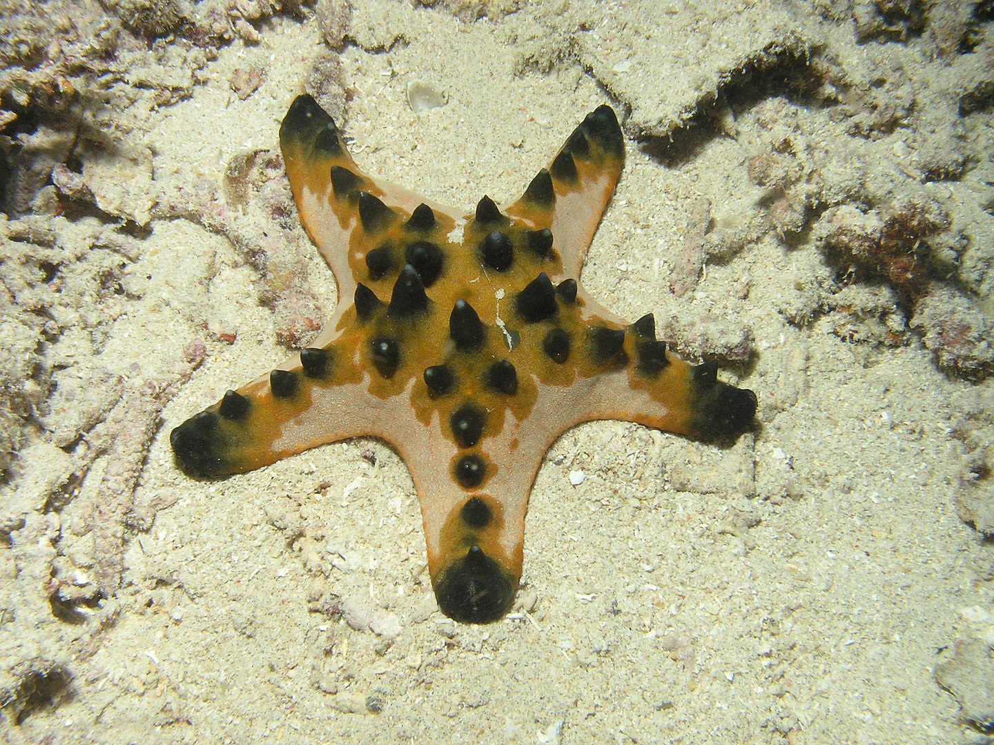Types of Starfish, Chocolate Chip Sea Star
