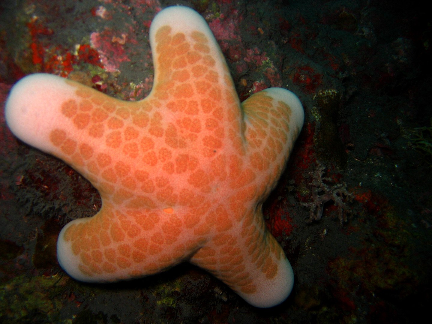 Types of Starfish, Doughboy Starfish