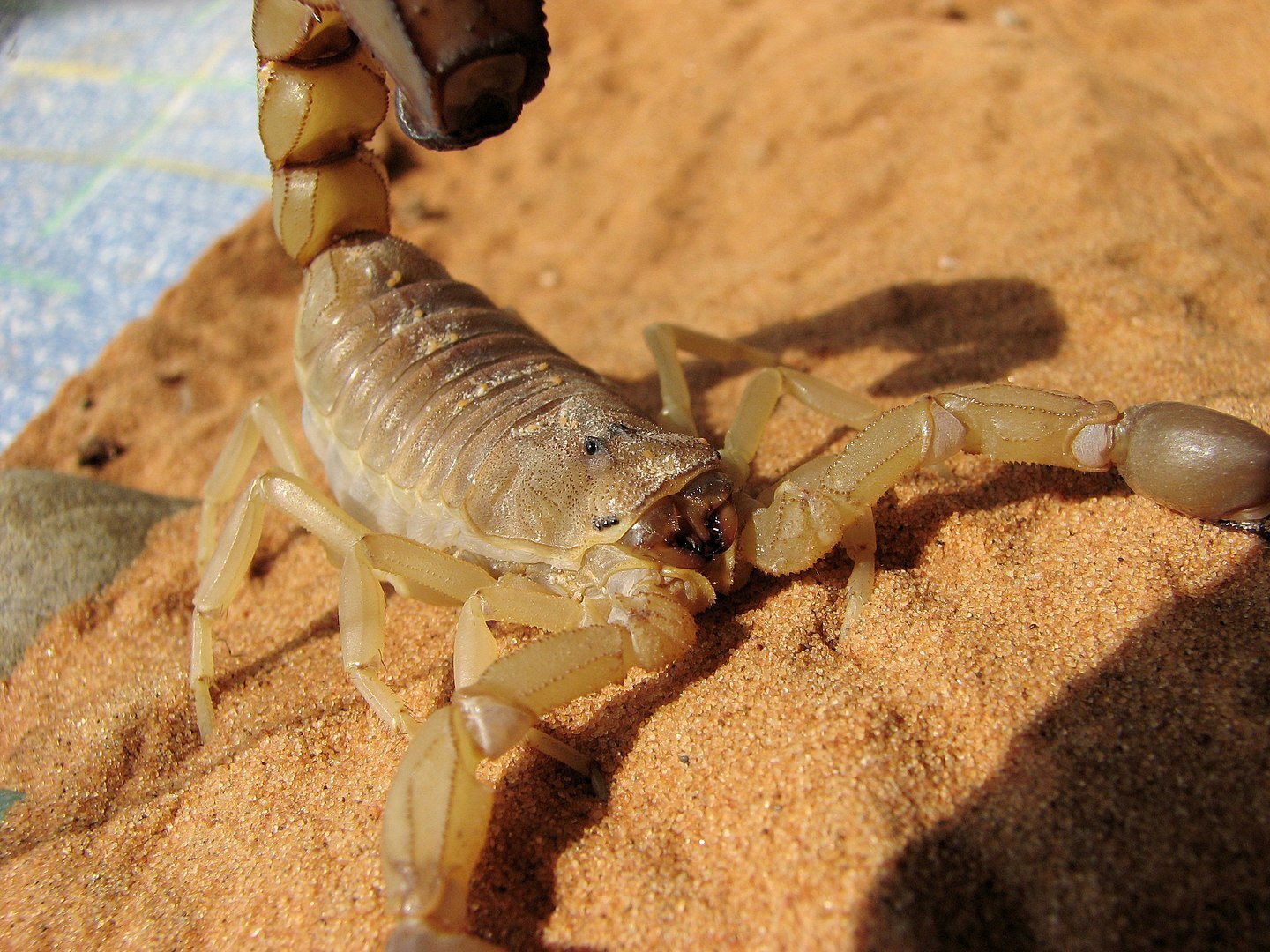 Asian Animals, Fattail Scorpion