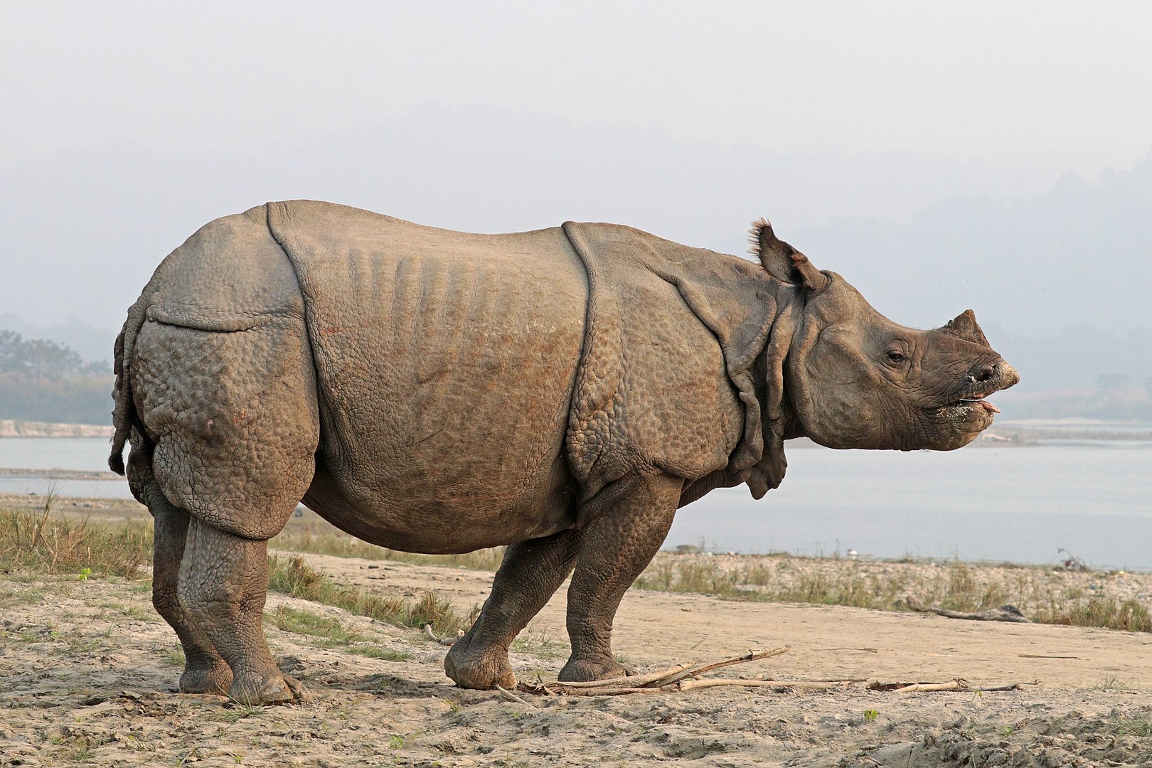 Asian Animals, Indian Rhino