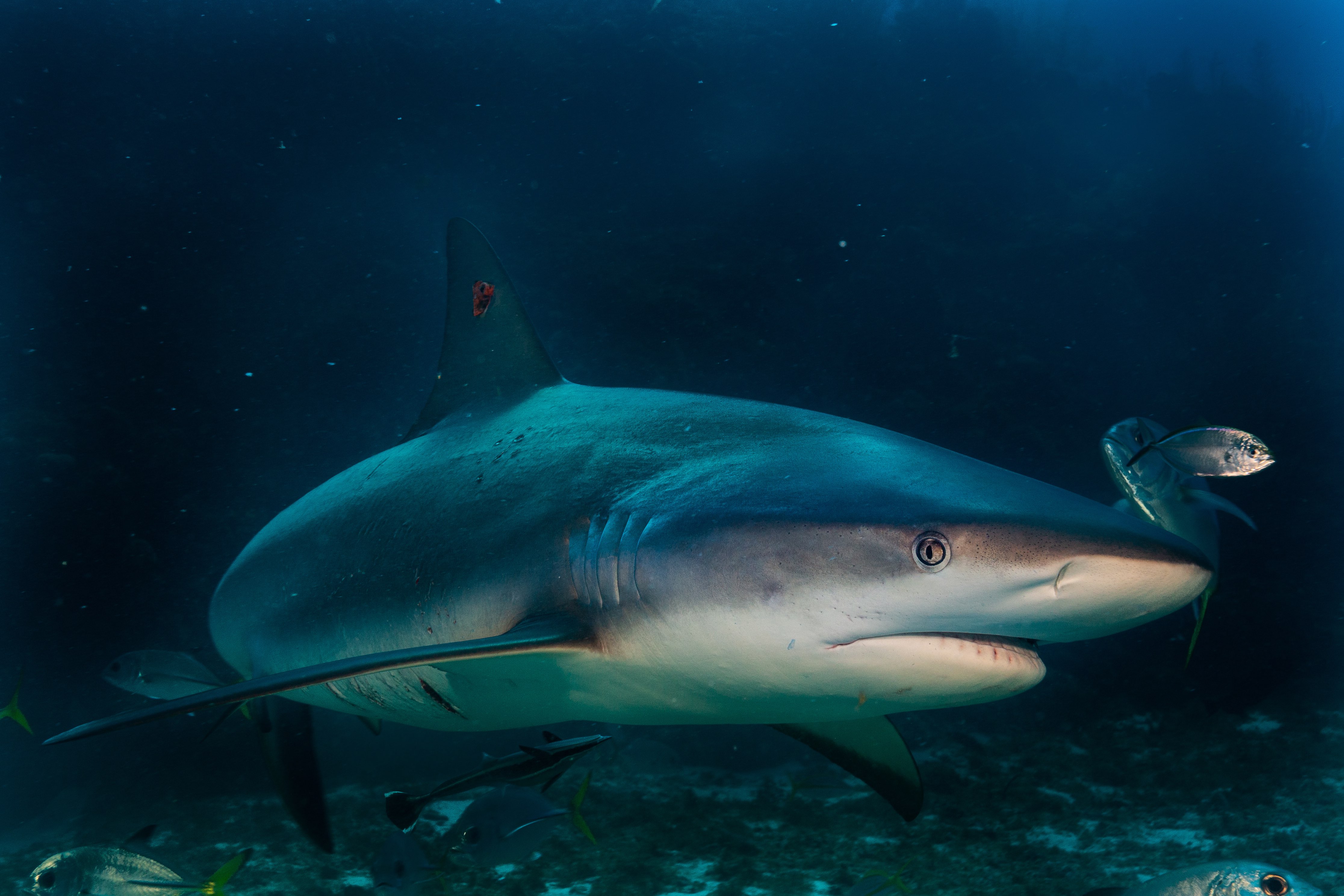 Carcharhinus signatus, Night Shark