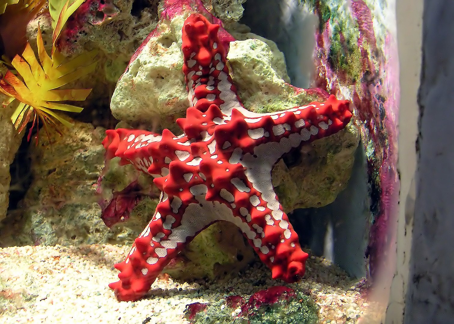 Types of Starfish, Red Knob Sea Star