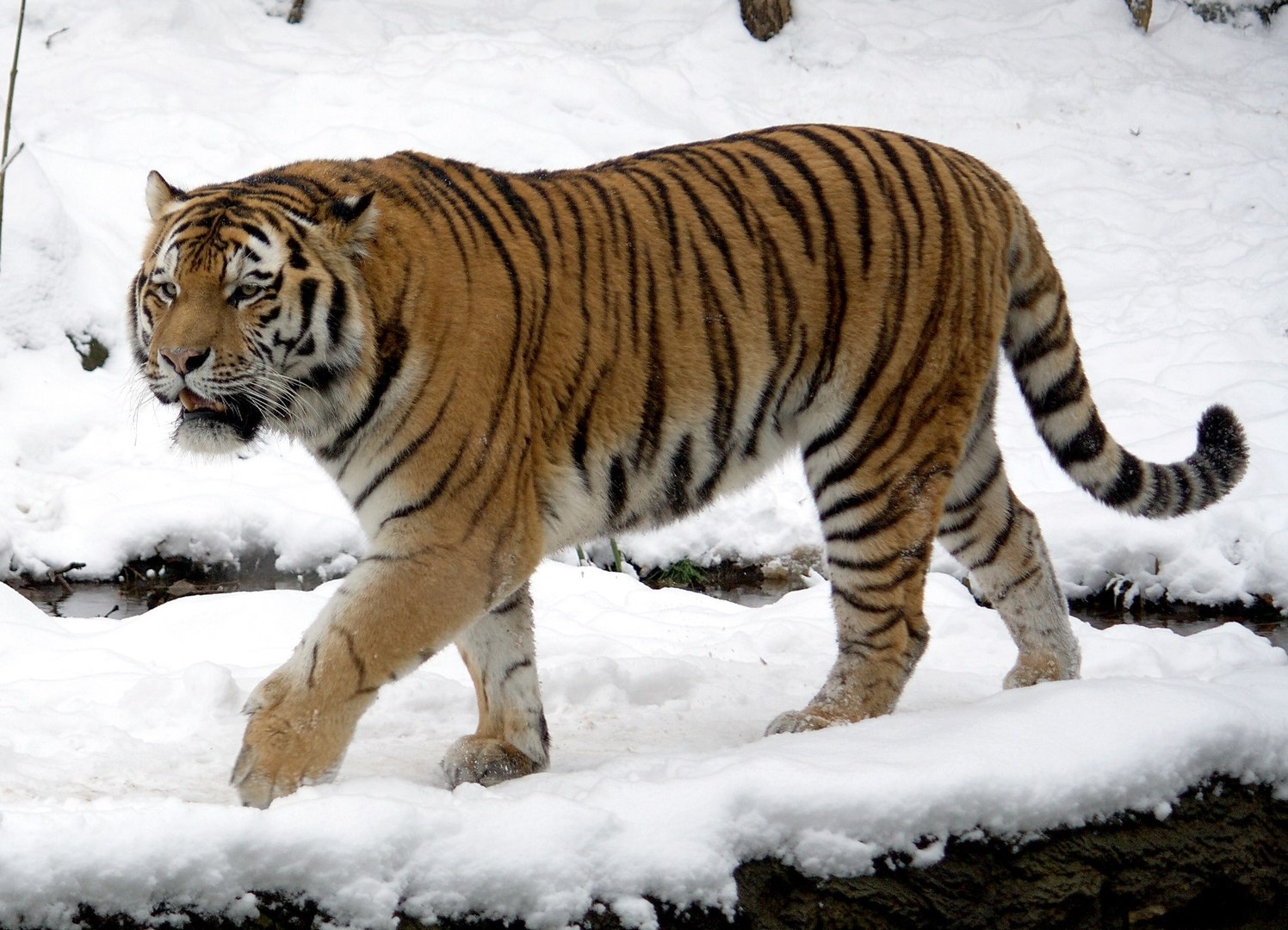 Asian Animals, Siberian Tiger