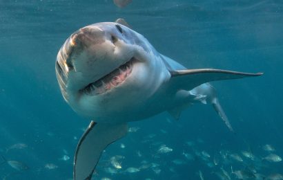30 Types of Sharks To Look Out For 