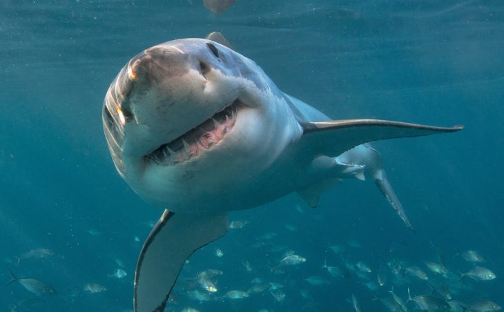 Great white shark with teeth