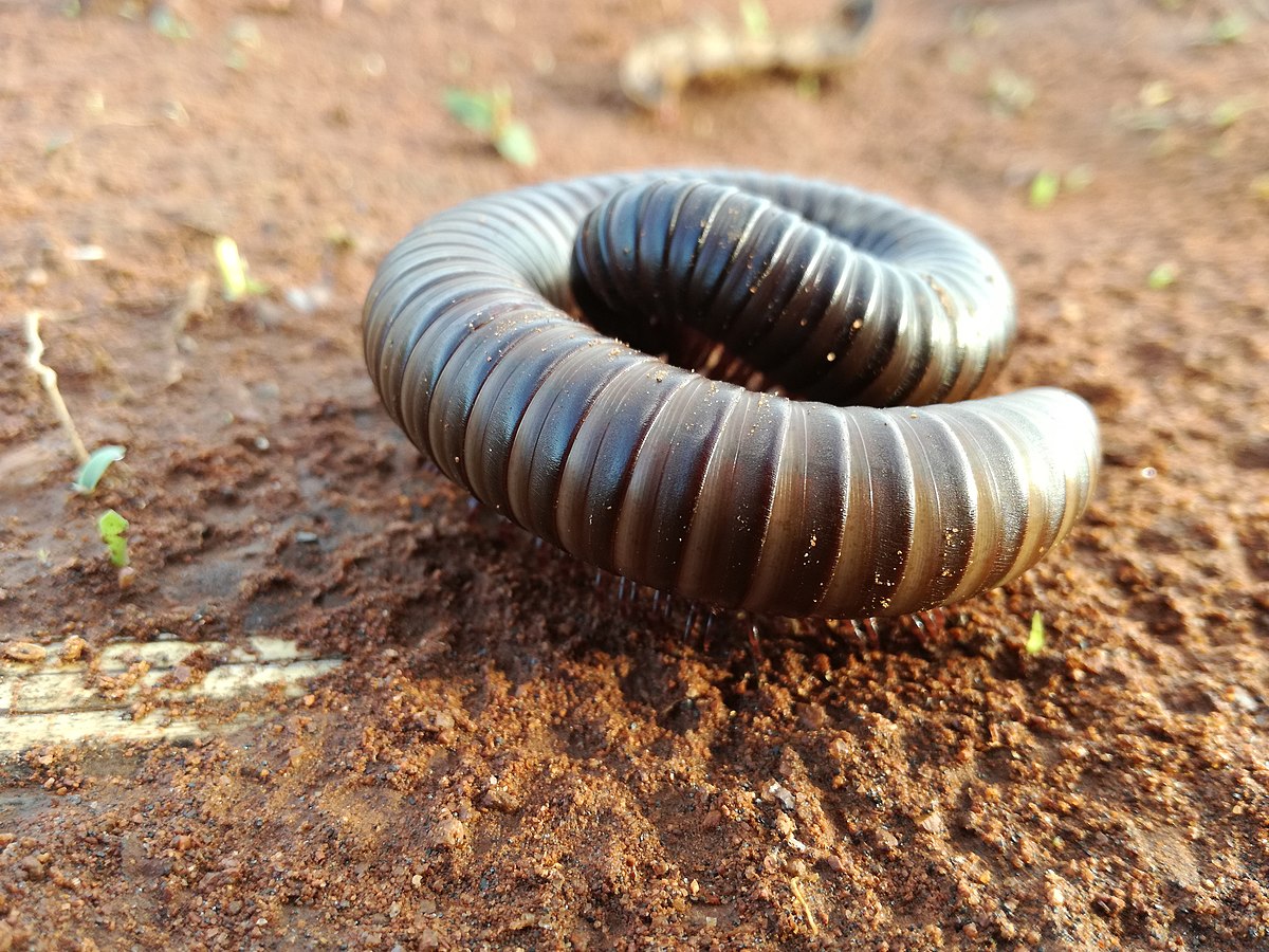 A coiled up millipede